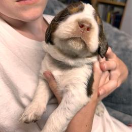 Charlie - Liver white and tan male English Springer Spaniel puppy in Battle Creek, Michigan from Eden Springer Spaniels