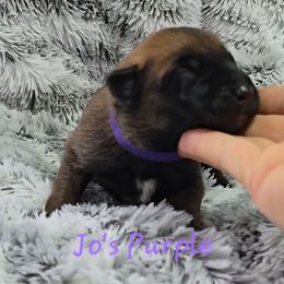 Jo's Purple - Mahogany female Belgian Malinois puppy in Berry, Alabama from North River k9
