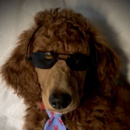 Poodle Puppies from Prissy Pants Poodles LLC