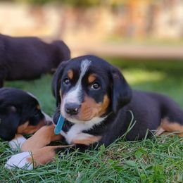 Captain - Black white and tan male Entlebucher Mountain Dog puppy in Corvallis, Oregon from Feather Farm's Entles