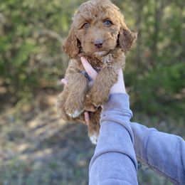 Goldendoodle Puppies from Joe and Dogs
