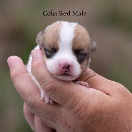 Cole - Red male Pembroke Welsh Corgi puppy in Manchester, Kentucky from Riverside Corgis
