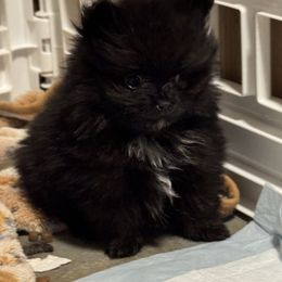 Reaper - Black male Pomeranian puppy in Corydon, Indiana from Kortes Pomeranians