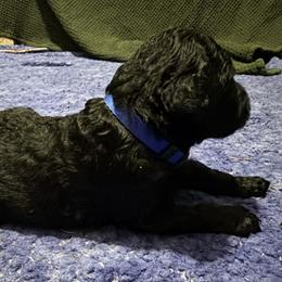 Master Winston - Black male Goldendoodle puppy in Huntingdon, Tennessee from McCaslin's Doddles