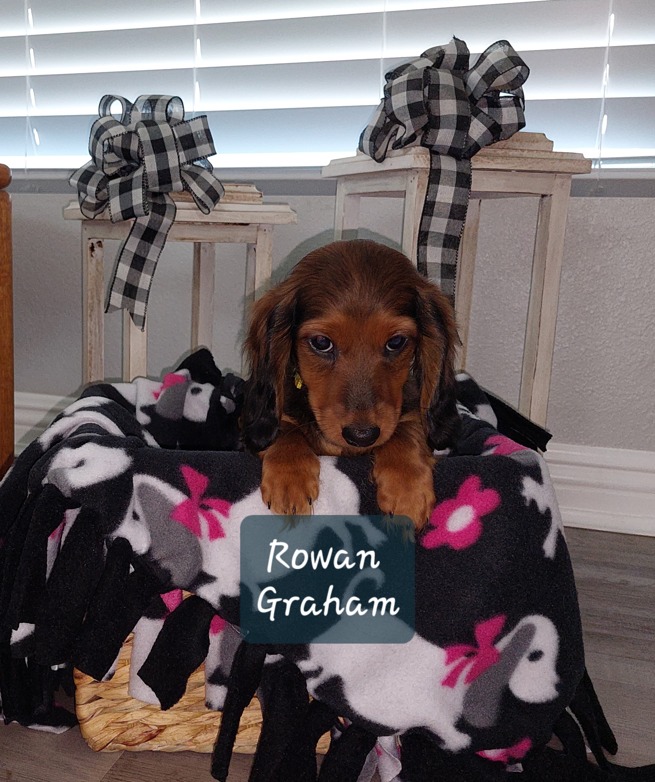 Girl 3 - Red Dachshund puppy in Moreno Valley, California from Windy Ridge Miniatures