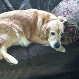 Golden Retriever All Grown Up from Micin’s Retrievers