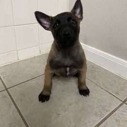Ginger (Red Collar) - Red sable female Belgian Malinois puppy in Woodway, Texas from New Beginning Belgians