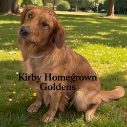 Golden Retriever puppies from Homegrown Goldens