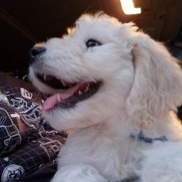 Goldendoodles from Gulf Shore Doodles