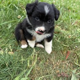 Cowgirl - Black tri-color female Australian Shepherd puppy in Otis, Oregon from Heritage Hill Aussies