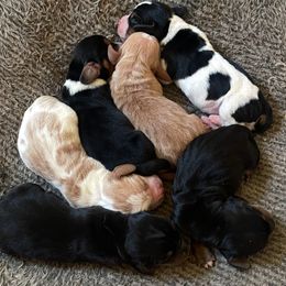 Basset Hound puppies from LONG EARS FARM AKC BASSET HOUNDS