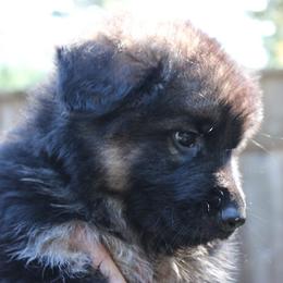 Purple - Black and red female German Shepherd puppy in Stevenson, Washington from Sundance Shepherds