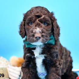 Green collar - Liver and white English Springer Spaniel puppy in Kendall, New York from Family Raised Doodles