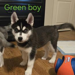 Green - Black and white male Siberian Husky puppy in Canton, Georgia from Genine Appello