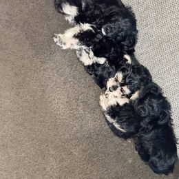 Double Doodle and Yorkipoo Puppies from Bella Dreamss LLC