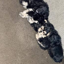 Double Doodle and Yorkipoo Puppies from Bella Dreamss LLC