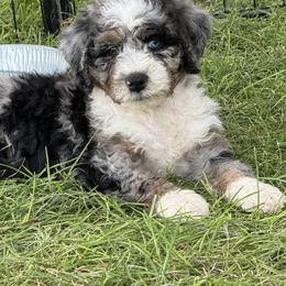 Bernedoodle Puppies from Land of Oz Doodles