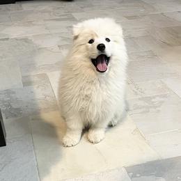 Samoyed Puppies from Sugar Sweet Samoyeds