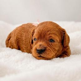 Chrissy - Red female Cavapoo puppy in Cedar City, Utah from Cedar Sprout Puppies