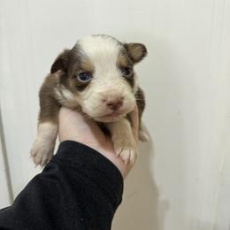 Ember - Red tri-color female Australian Shepherd puppy in Cushing, Oklahoma from Midwest LP Aussies