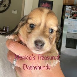 Girl - Cream female Dachshund puppy in Humble, Texas from Monica’s Treasured Dachshunds