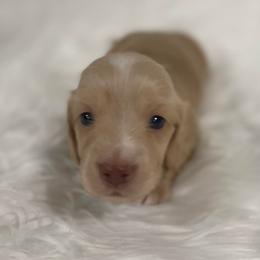Georgie 2800 - Cream male Dachshund puppy in Great Bend, Pennsylvania from Dashing Doxies
