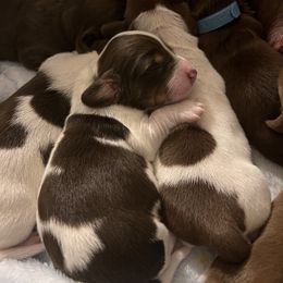 Dachshund Puppies from Willow’s Legacy