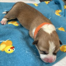 Pembroke Welsh Corgi Puppies from S~Way Corgis