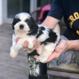 Girl 1 - Black and white female Shihpoo puppy in Eldon, Missouri from B&B Designer Shihpoo’s
