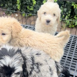 Aussiedoodle puppies from David's Aussiedoodles