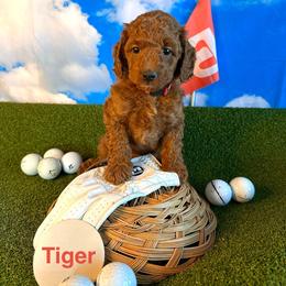Tiger Woods - Red  male Goldendoodle puppy in Chelan, Washington from North Cascades Doodles