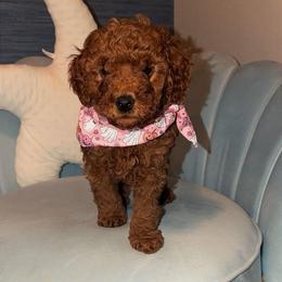 Jessie - Apricot female Goldendoodle puppy in Springfield, Tennessee from BK3 Miniature Goldendoodles