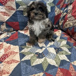 Kyle - Blue merle male Aussiedoodle puppy in Winnsboro, Texas from Happy Hollow Ranch