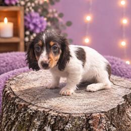 Female 2 - Piebald female Dachshund puppy in Glen St Mary, Florida from Little Pawz, LLC