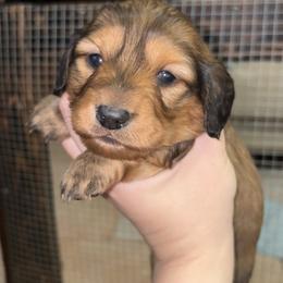 Bonnie - Red female Dachshund puppy in Goldthwaite, Texas from Mini Mama Dachshunds
