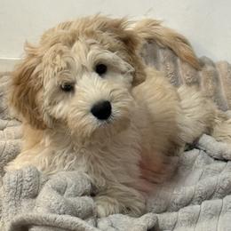Biscuit - SM0541 - Cream male Australian Labradoodle puppy in Easley, South Carolina from Royal Diamond Labradoodles
