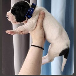 Boy 3 - Mantle Great Dane puppy in Michigan from Garrow Danes House of Blues