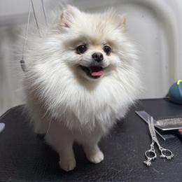 Tilly - Pomeranian