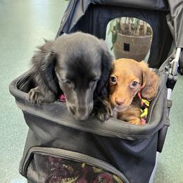 Dachshund Puppies from The Weenie Herd Mom