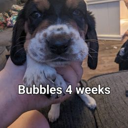 Atta - Basset Hound puppy in Cardington, Ohio from Buckeye Bassets 419