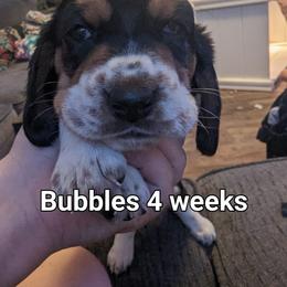 Atta - Basset Hound puppy in Cardington, Ohio from Buckeye Bassets 419
