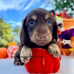 Blair(2800 AKC pet) - Chocolate and cream female Dachshund puppy in Augusta, Arkansas from Savvy-Dee's Dachshunds