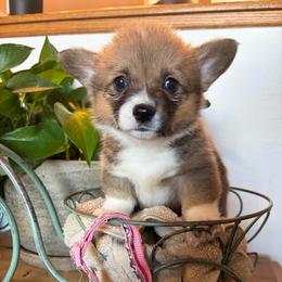 Nancy Wheeler - Sable female Pembroke Welsh Corgi puppy in Olathe, Colorado from Rocking LJ Breeding