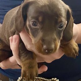 Jazzy - Red female Dachshund puppy in Pennsville, New Jersey from Bay Acres Dachshunds