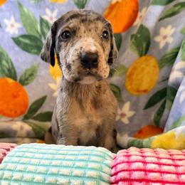 Dazed - Merle male Great Dane puppy in Jerusalem, Arkansas from Mara Danes