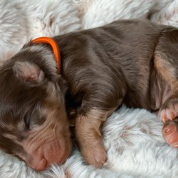 Trumpet - Aussiedoodle puppy in Chattanooga, Tennessee from Remedy Ridge Aussiedoodles
