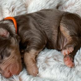 Trumpet - Aussiedoodle puppy in Chattanooga, Tennessee from Remedy Ridge Aussiedoodles