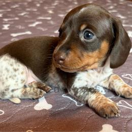 Fiesta - Piebald female Dachshund puppy in Havana, Florida from Dotted Doxies