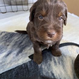 Assorted Doodle Crosses Puppies from Doodles Domain