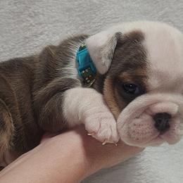 Jill - Fawn female Bulldog puppy in Lakeland, Florida from Fur Love And Puppies